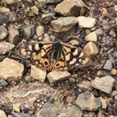 Heteronympha penelope (Shouldered Brown) at Cotter River, ACT - 26 Mar 2022 by KMcCue