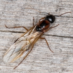 Camponotus consobrinus at Melba, ACT - 25 Jan 2022 11:02 PM