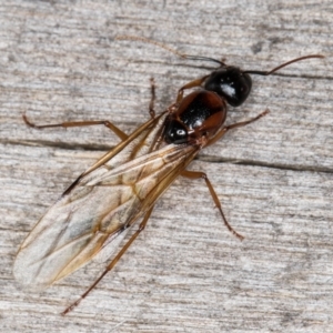 Camponotus consobrinus at Melba, ACT - 25 Jan 2022 11:02 PM