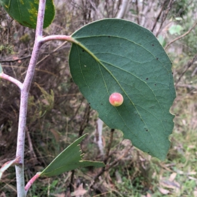 Eucalyptus insect gall at Cotter River, ACT - 26 Mar 2022 by KMcCue