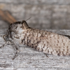 Trigonocyttara clandestina (Less-stick Case Moth) at Melba, ACT - 25 Jan 2022 by kasiaaus