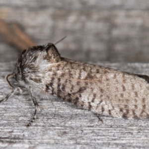 Trigonocyttara clandestina at Melba, ACT - 25 Jan 2022 11:03 PM