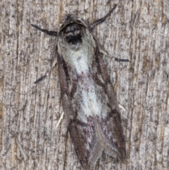 Oenochroa dinosema (A Concealer moth) at Melba, ACT - 25 Jan 2022 by kasiaaus