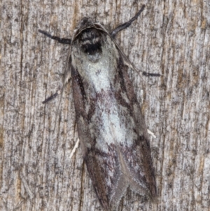 Oenochroa dinosema at Melba, ACT - 25 Jan 2022