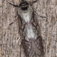 Oenochroa dinosema at Melba, ACT - 25 Jan 2022