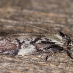 Oenochroa dinosema at Melba, ACT - 25 Jan 2022 11:05 PM