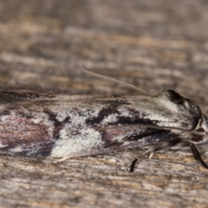 Oenochroa dinosema at Melba, ACT - 25 Jan 2022