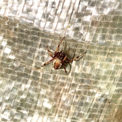 Salsa fuliginata (Sooty Orb-weaver) at Aranda Bushland - 26 Mar 2022 by KMcCue