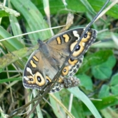 Junonia villida (Meadow Argus) at Molonglo Valley, ACT - 26 Mar 2022 by KMcCue