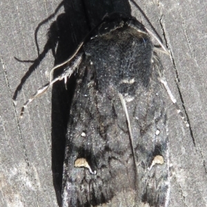 Proteuxoa bistrigula at Narrabundah, ACT - 26 Mar 2022 03:05 PM