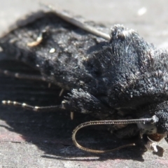 Proteuxoa bistrigula at Narrabundah, ACT - 26 Mar 2022 03:05 PM