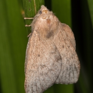 Lasiocampidae undescribed species at Melba, ACT - 25 Jan 2022