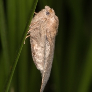 Lasiocampidae undescribed species at Melba, ACT - 25 Jan 2022