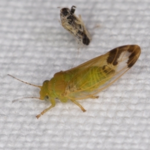 Psyllidae sp. (family) at Melba, ACT - 25 Jan 2022