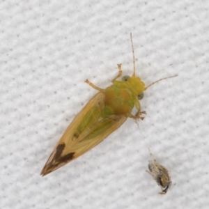 Psyllidae sp. (family) at Melba, ACT - 25 Jan 2022