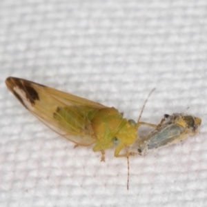 Psyllidae sp. (family) at Melba, ACT - 25 Jan 2022