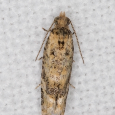 Isochorista ranulana (A Tortricid moth) at Melba, ACT - 25 Jan 2022 by kasiaaus
