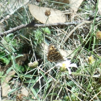 Oreixenica lathoniella (Silver Xenica) at Cotter River, ACT - 26 Mar 2022 by KMcCue