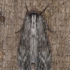 Capusa sp.(genus) (A Wedge moth) at Melba, ACT - 25 Jan 2022 by kasiaaus