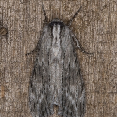 Capusa sp.(genus) (A Wedge moth) at Melba, ACT - 26 Jan 2022 by kasiaaus