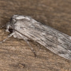 Capusa sp.(genus) at Melba, ACT - 26 Jan 2022 12:36 AM