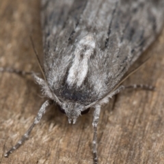 Capusa sp.(genus) at Melba, ACT - 26 Jan 2022