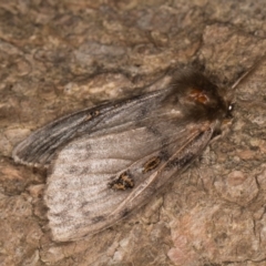 Leptocneria reducta (White Cedar Moth) at Melba, ACT - 26 Jan 2022 by kasiaaus