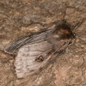 Leptocneria reducta at Melba, ACT - 26 Jan 2022