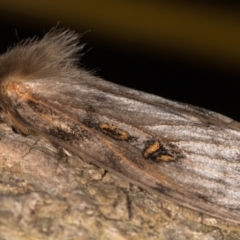 Leptocneria reducta at Melba, ACT - 26 Jan 2022