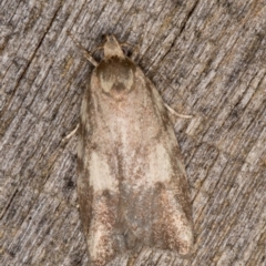 Syringoseca mimica (A Concealer moth (Wingia Group)) at Melba, ACT - 26 Jan 2022 by kasiaaus