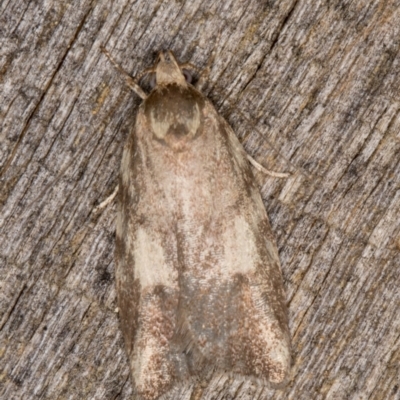 Syringoseca mimica (A Concealer moth (Wingia Group)) at Melba, ACT - 25 Jan 2022 by kasiaaus