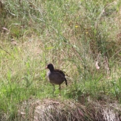 Porphyrio melanotus (Australasian Swamphen) at Molonglo Valley, ACT - 27 Mar 2022 by JimL