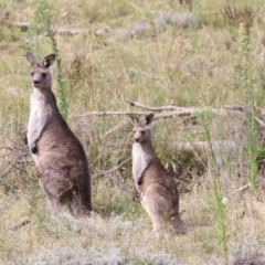 Macropus giganteus (Eastern Grey Kangaroo) at Aranda Bushland - 27 Mar 2022 by JimL
