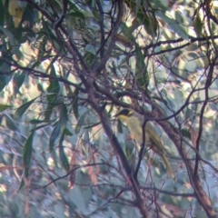 Lichenostomus melanops at Chiltern, VIC - 27 Mar 2022 08:35 AM