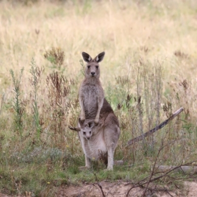 Macropus giganteus (Eastern Grey Kangaroo) at Molonglo Valley, ACT - 27 Mar 2022 by JimL
