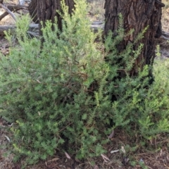 Persoonia rigida (Hairy Geebung) at Chiltern, VIC - 27 Mar 2022 by Darcy