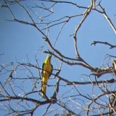 Neophema pulchella (Turquoise Parrot) at Chiltern, VIC - 27 Mar 2022 by Darcy