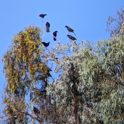 Corcorax melanorhamphos (White-winged Chough) at Chiltern, VIC - 26 Mar 2022 by Darcy