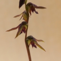 Corunastylis clivicola at Queanbeyan West, NSW - 25 Mar 2022