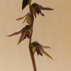 Corunastylis clivicola at Queanbeyan West, NSW - 25 Mar 2022