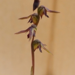 Corunastylis clivicola at Queanbeyan West, NSW - 25 Mar 2022