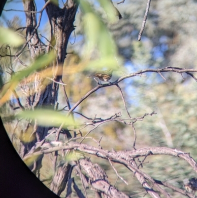Pyrrholaemus sagittatus (Speckled Warbler) at Chiltern, VIC - 27 Mar 2022 by Darcy