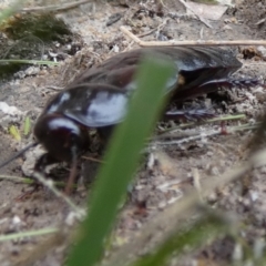 Panesthia australis at Boro, NSW - 23 Mar 2022