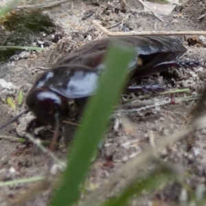 Panesthia australis at Boro, NSW - 23 Mar 2022