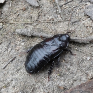 Panesthia australis at Boro, NSW - 23 Mar 2022