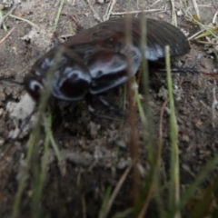 Panesthia australis at Boro, NSW - 23 Mar 2022