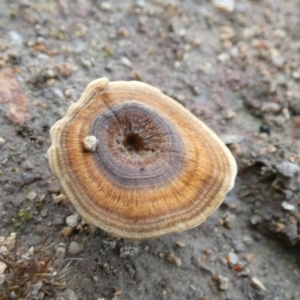 Coltricia sp. at Boro, NSW - suppressed