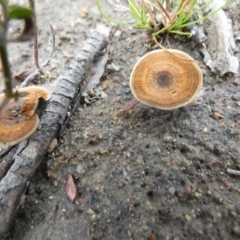 Coltricia sp. at Boro, NSW - suppressed