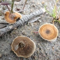 Coltricia sp. at Boro, NSW - suppressed