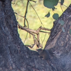 Antechinus flavipes (Yellow-footed Antechinus) at Chiltern, VIC - 26 Mar 2022 by Darcy